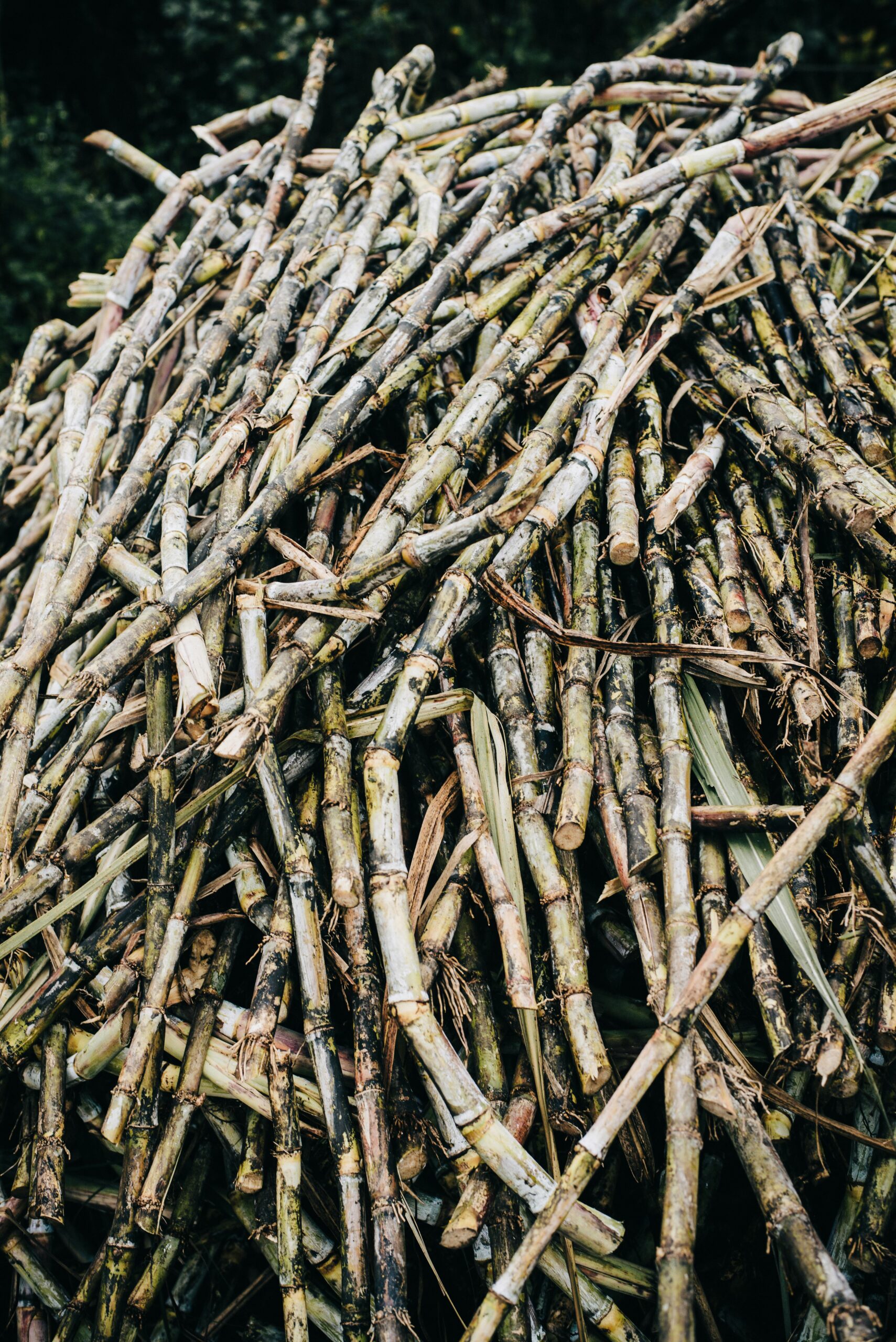 A large heap of freshly harvested sugarcane stalks, ideal for agricultural themes.